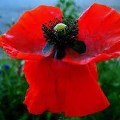 Remembrance Day